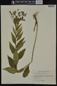 Vernonia baldwinii image