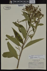 Vernonia baldwinii image