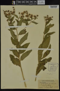 Vernonia baldwinii image