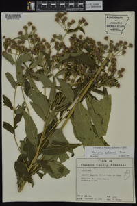 Vernonia baldwinii image