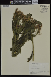 Vernonia baldwinii image