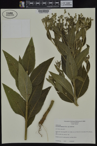 Vernonia baldwinii image