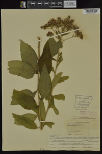 Vernonia baldwinii image