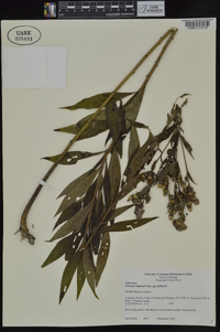 Vernonia baldwinii image