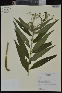 Vernonia baldwinii image