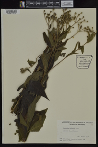 Vernonia baldwinii image