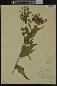 Vernonia baldwinii image