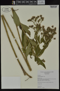 Vernonia baldwinii image