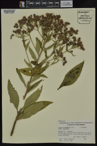 Vernonia baldwinii image