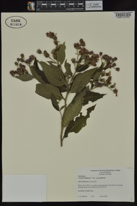 Vernonia baldwinii image