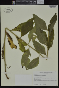 Vernonia baldwinii image