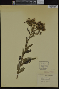 Vernonia baldwinii image