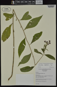 Vernonia baldwinii image