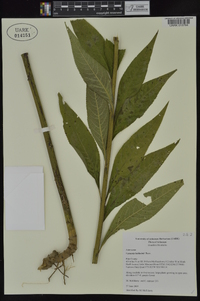 Vernonia baldwinii image