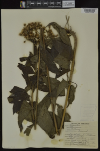 Vernonia baldwinii image