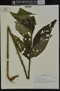 Vernonia baldwinii image