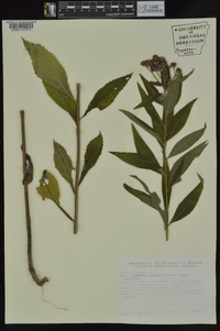 Vernonia baldwinii image