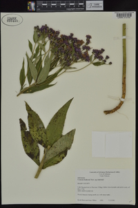 Vernonia baldwinii image