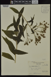 Vernonia baldwinii image