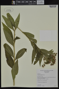 Vernonia baldwinii image