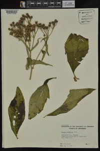 Vernonia baldwinii image