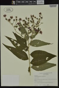 Vernonia baldwinii image