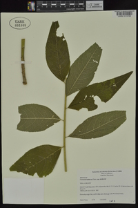 Vernonia baldwinii image