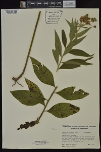 Vernonia baldwinii image