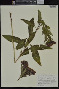 Vernonia baldwinii image