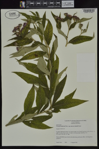 Vernonia baldwinii image