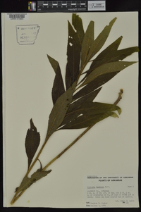 Vernonia baldwinii image