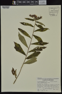 Vernonia baldwinii image