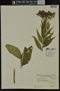 Vernonia baldwinii image