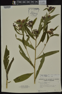 Vernonia gigantea subsp. gigantea image