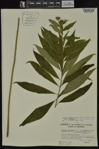 Vernonia gigantea subsp. gigantea image