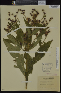 Vernonia gigantea subsp. gigantea image