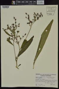 Vernonia gigantea subsp. gigantea image