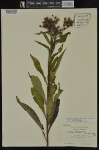 Vernonia gigantea subsp. gigantea image