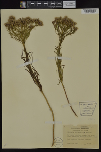 Vernonia lettermannii image