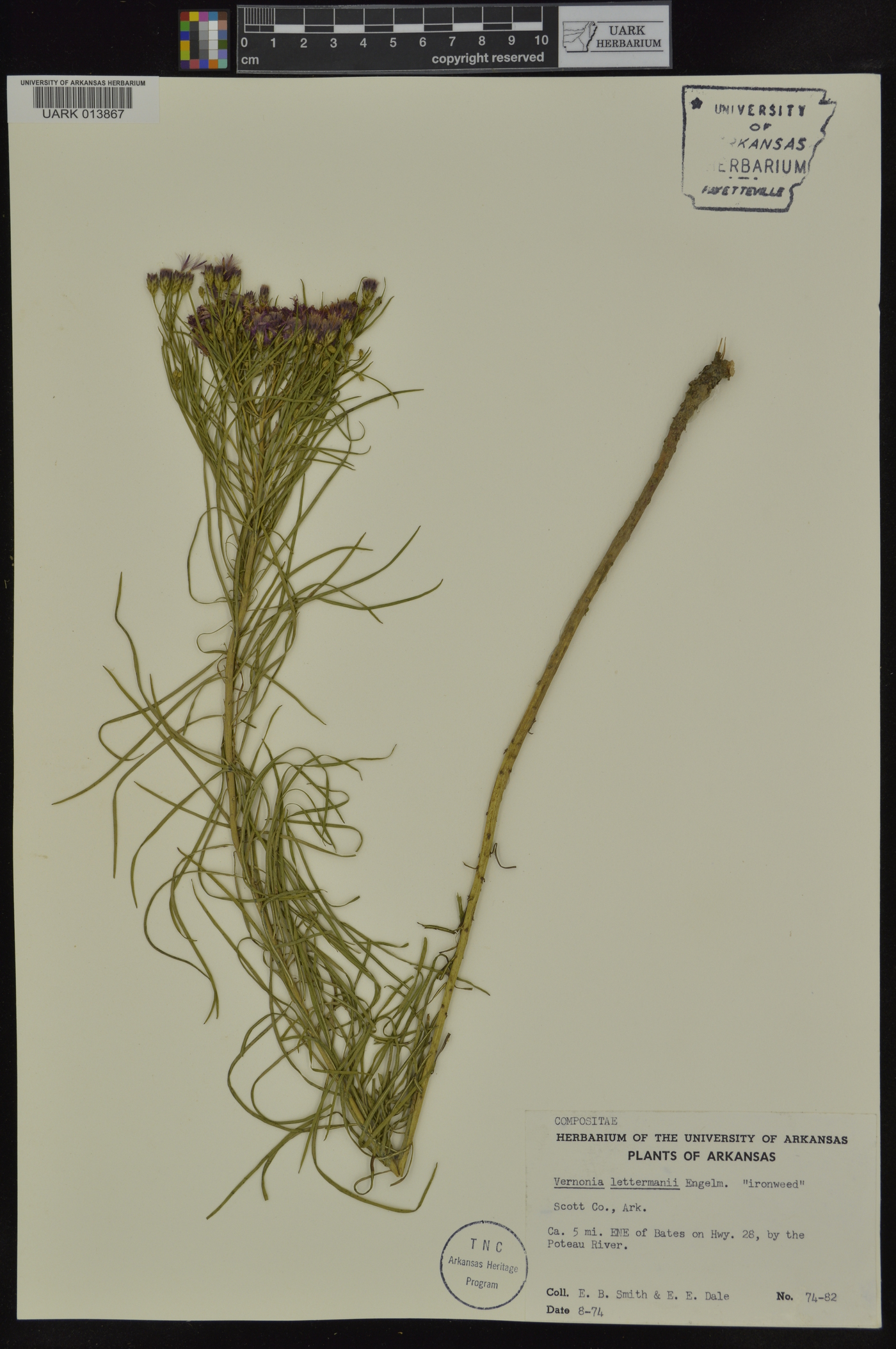 Vernonia lettermannii image