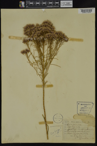 Vernonia lettermannii image