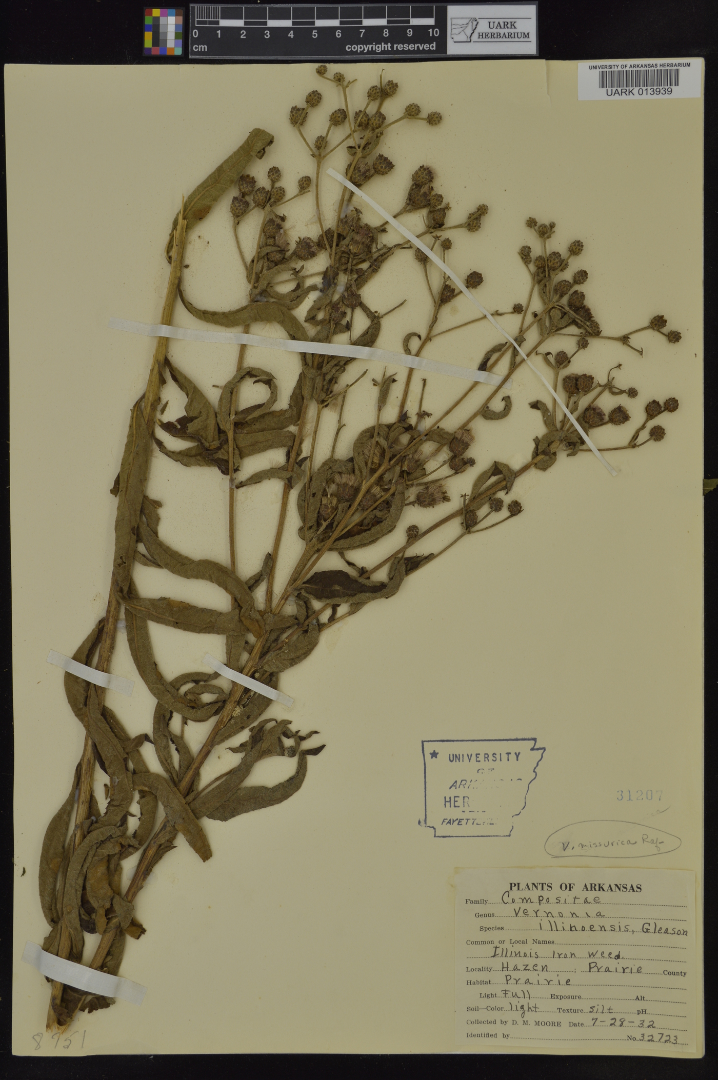 Vernonia × illinoensis image