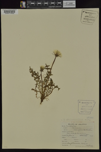 Taraxacum erythrospermum image