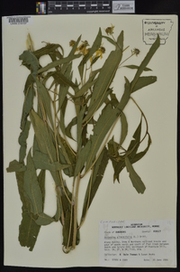 Verbesina alternifolia image