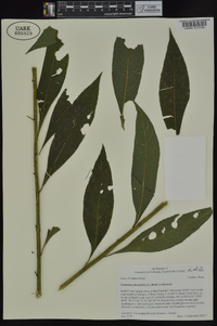 Verbesina alternifolia image