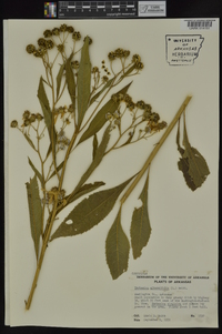 Verbesina alternifolia image