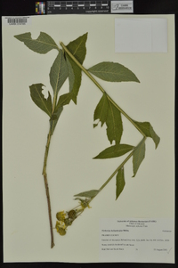 Verbesina helianthoides image