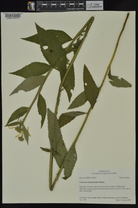 Verbesina helianthoides image