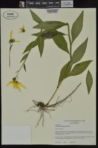 Verbesina helianthoides image