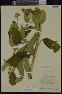 Verbesina virginica image